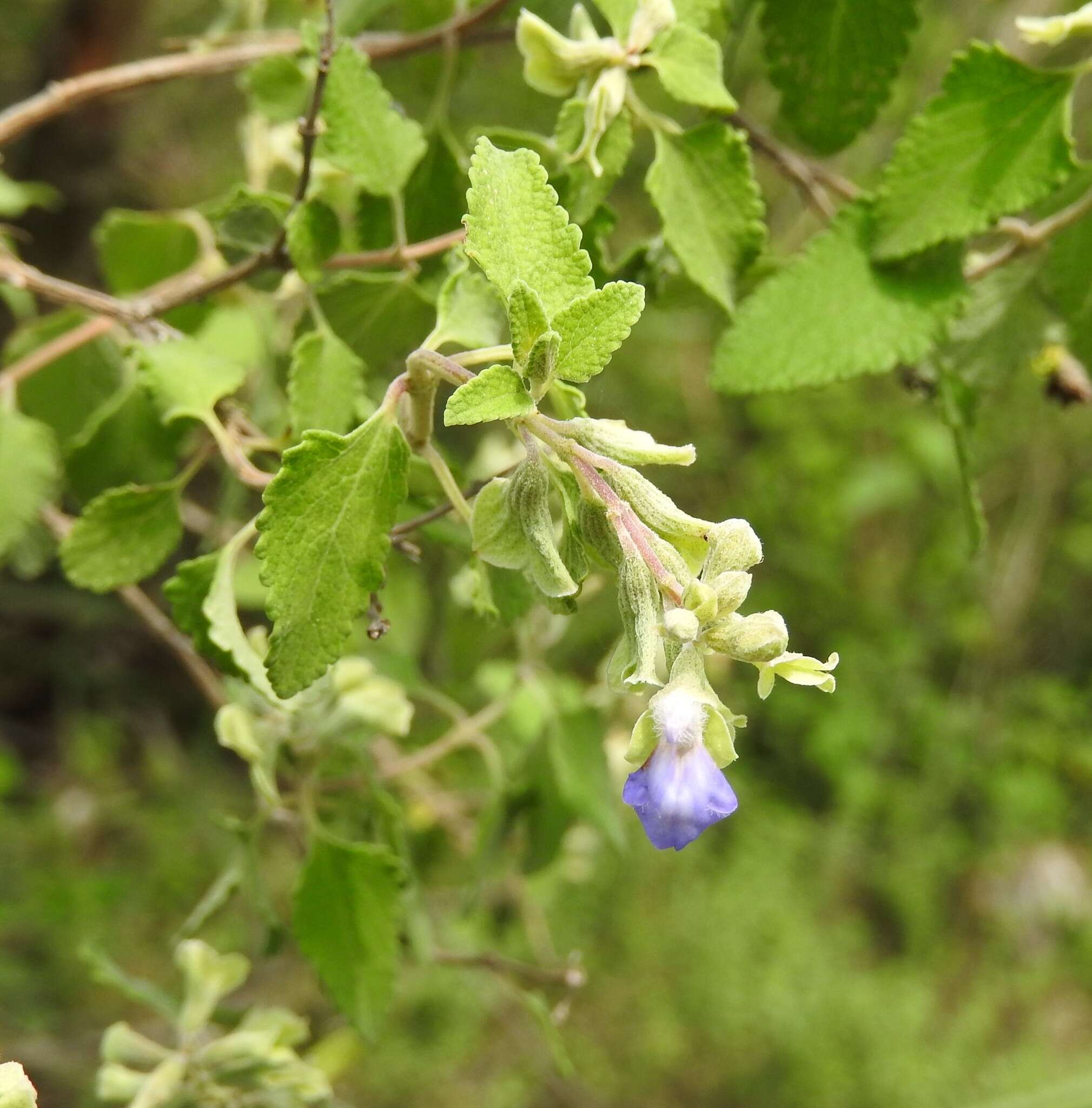 Salvia ballotiflora Benth. resmi