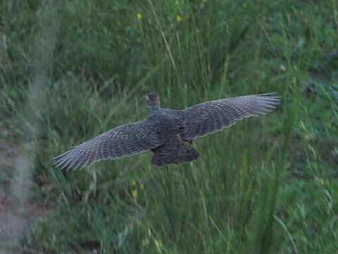 Image of Heuglin's Spurfowl