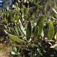 Image of Quercus crassipes Bonpl.