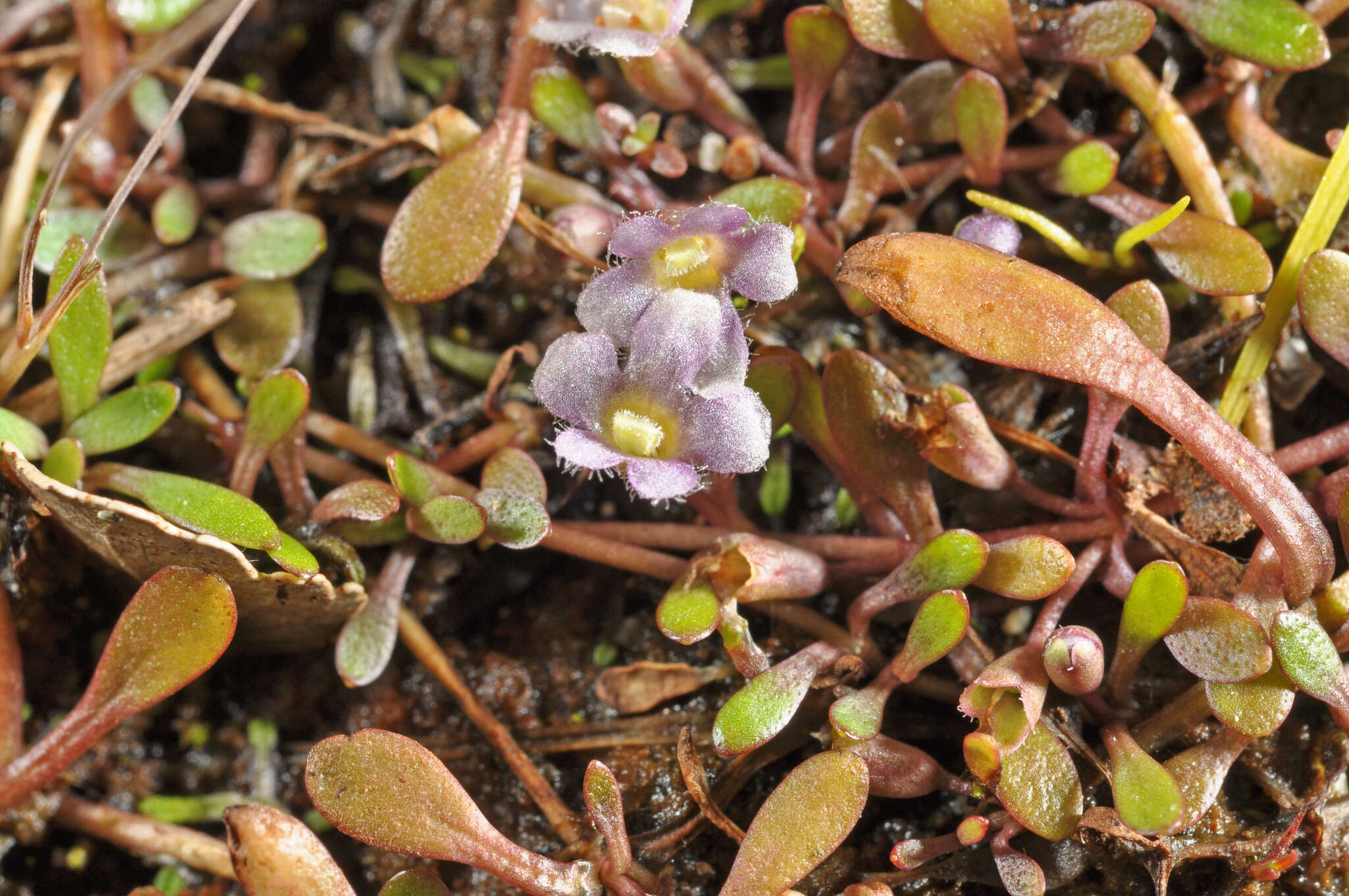 Imagem de Glossostigma elatinoides (Benth.) Benth. ex Hook. fil.