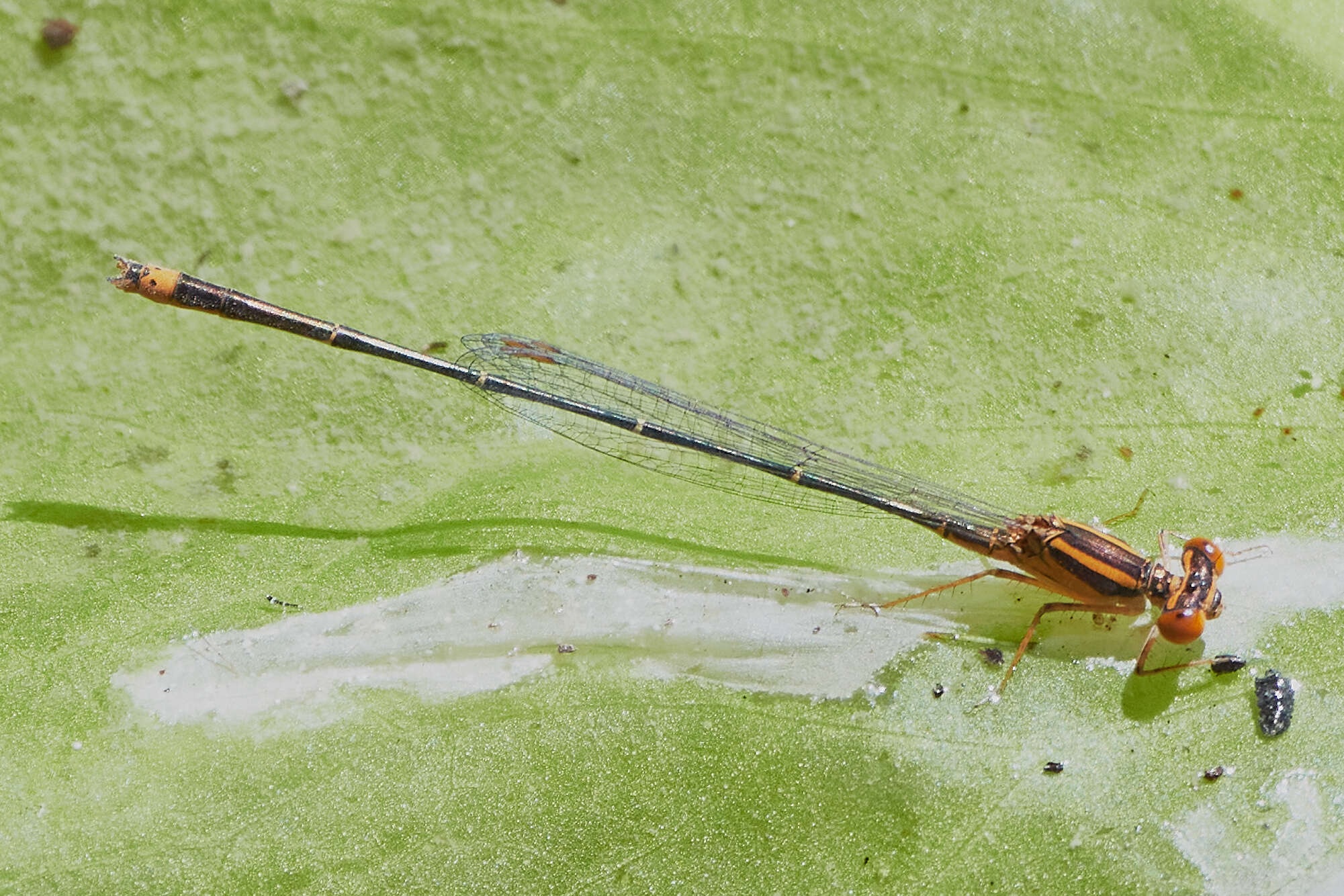 Image of Florida Bluet