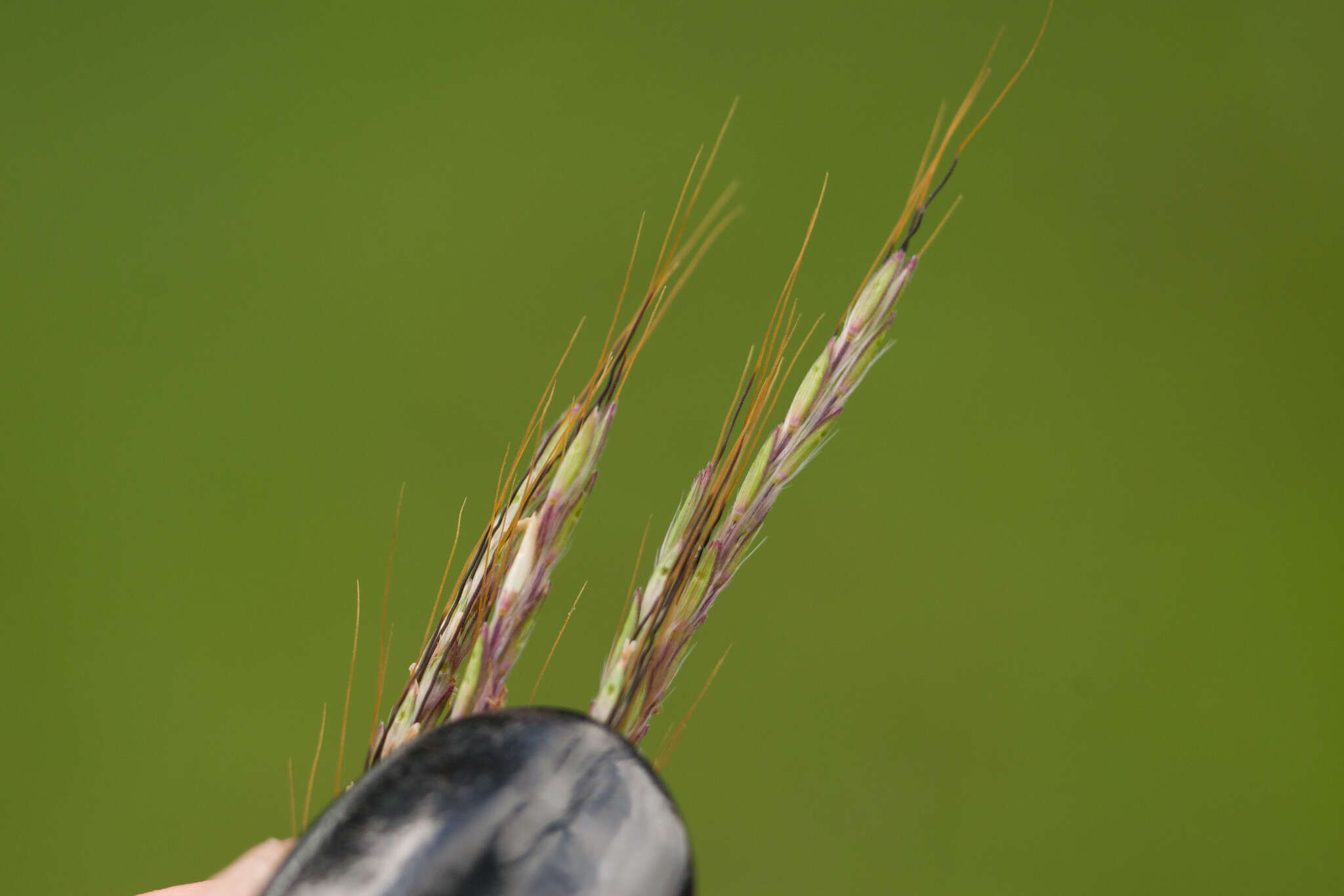 Image of pitted beardgrass