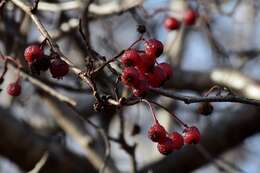 Image of Crataegus sanguinea Pall.