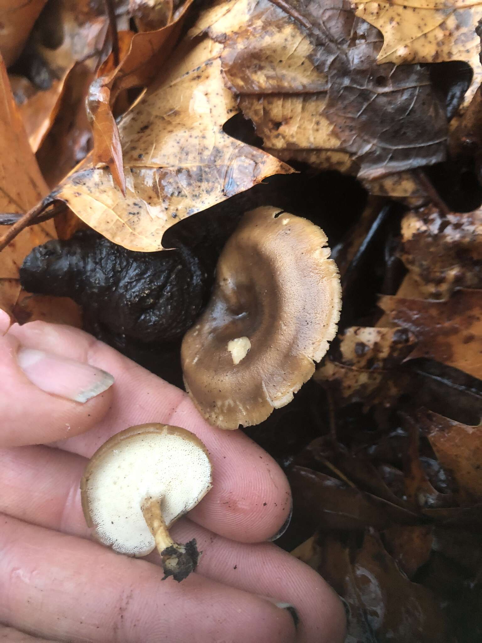 Image of Lentinus brumalis (Pers.) Zmitr. 2010