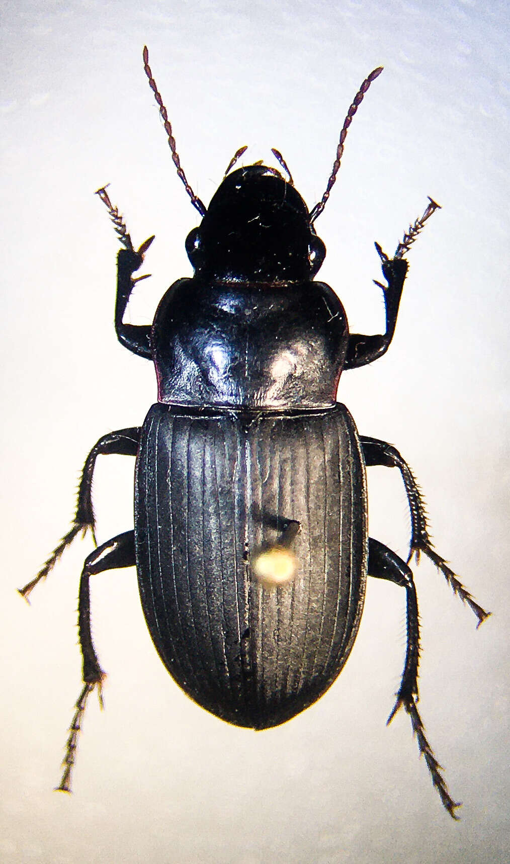 Слика од Harpalus (Harpalus) lewisii Le Conte 1865