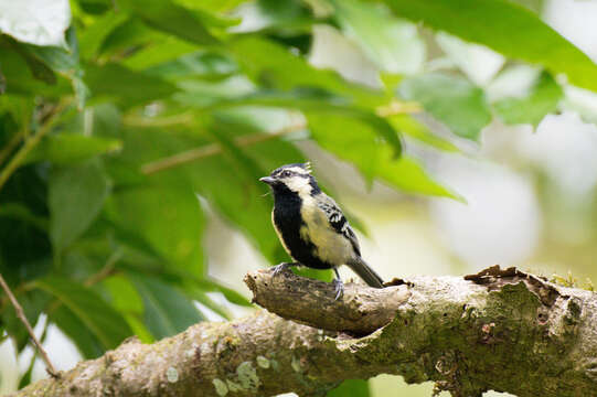 Image de Mésange jaune