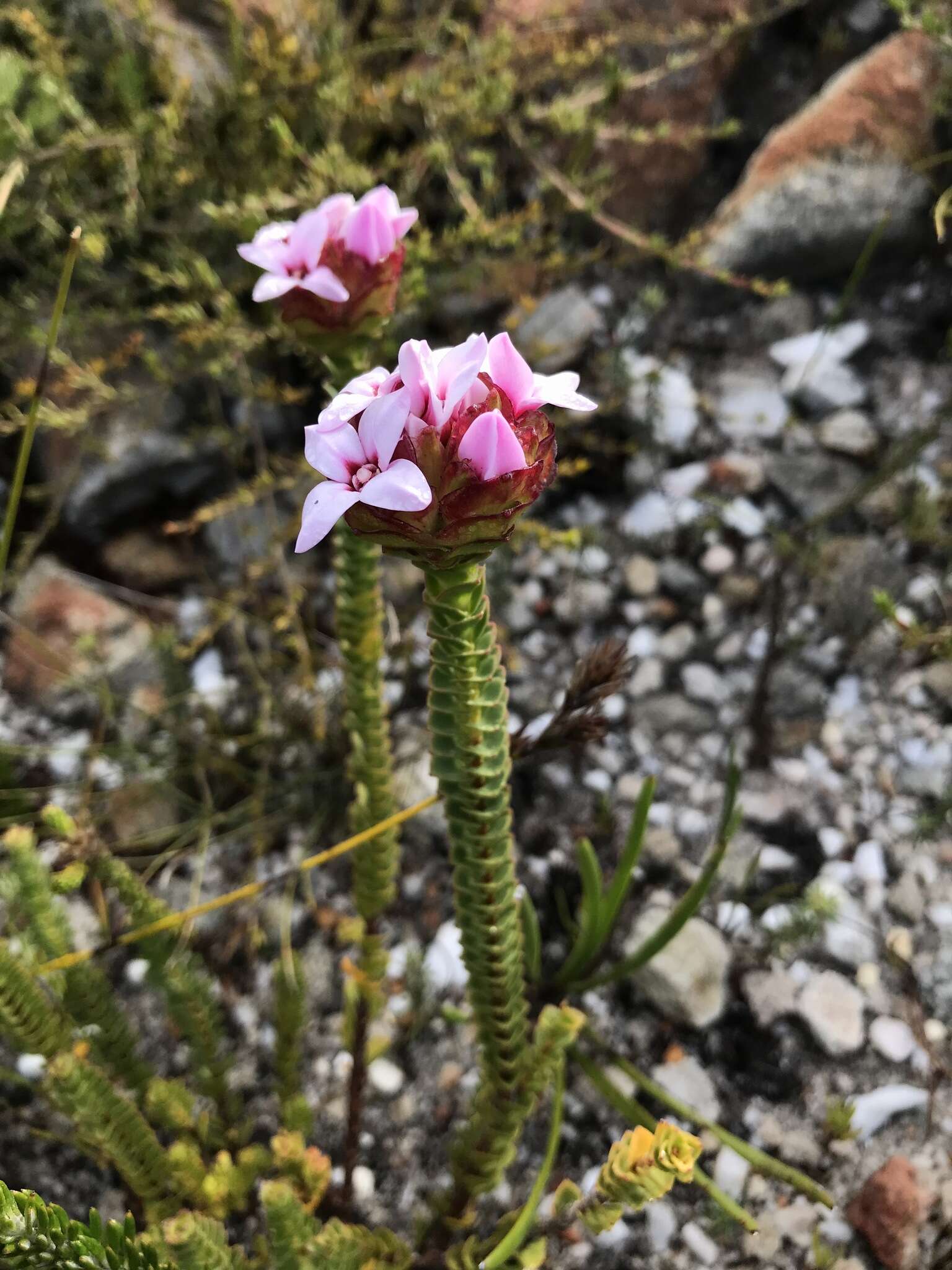 Image of Sonderothamnus speciosus (Sond.) Dahlgr.