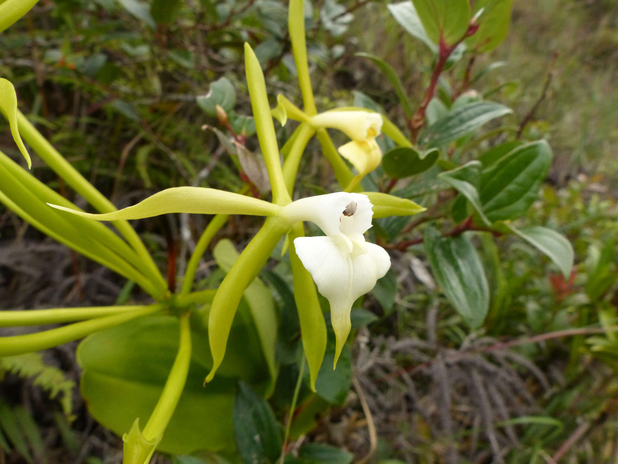 Image of Epidendrum lacustre Lindl.