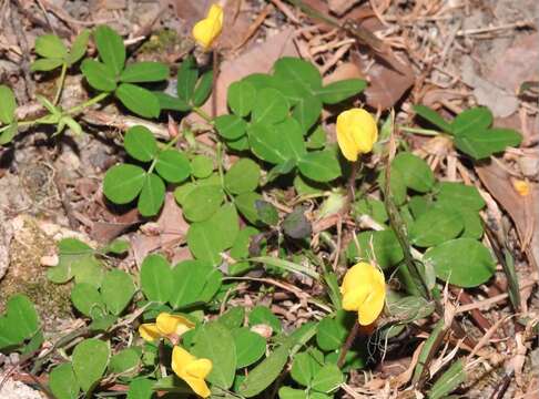 Plancia ëd Arachis duranensis Krapov. & W. C. Greg.