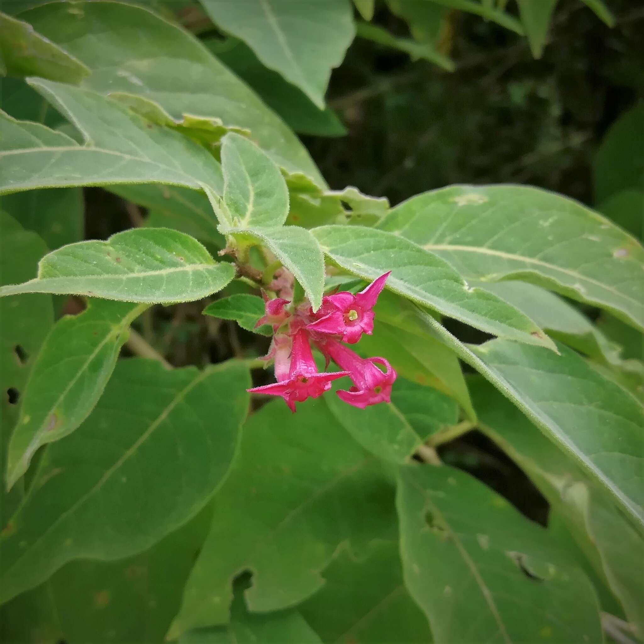 Image of Cestrum roseum Kunth