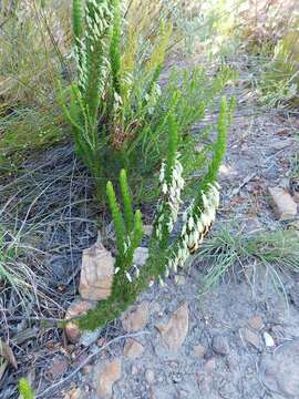 Plancia ëd Erica plukenetii subsp. penicillata (Andrews) E. G. H. Oliv. & I. M. Oliv.