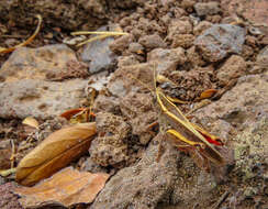 Image of Canarian Pincer Grasshopper