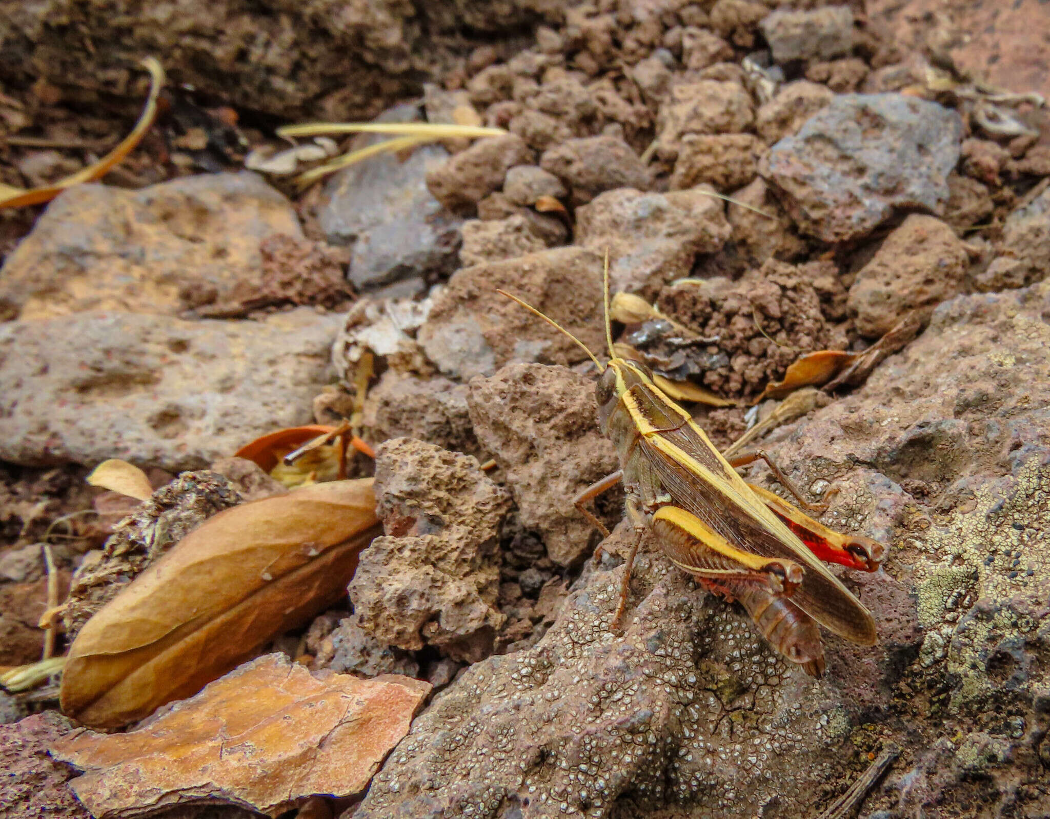 Image of Canarian Pincer Grasshopper