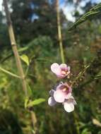 Image of Diascia rigescens E. Mey. ex Benth.