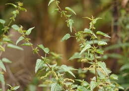 Image of Urtica incisa Poir.