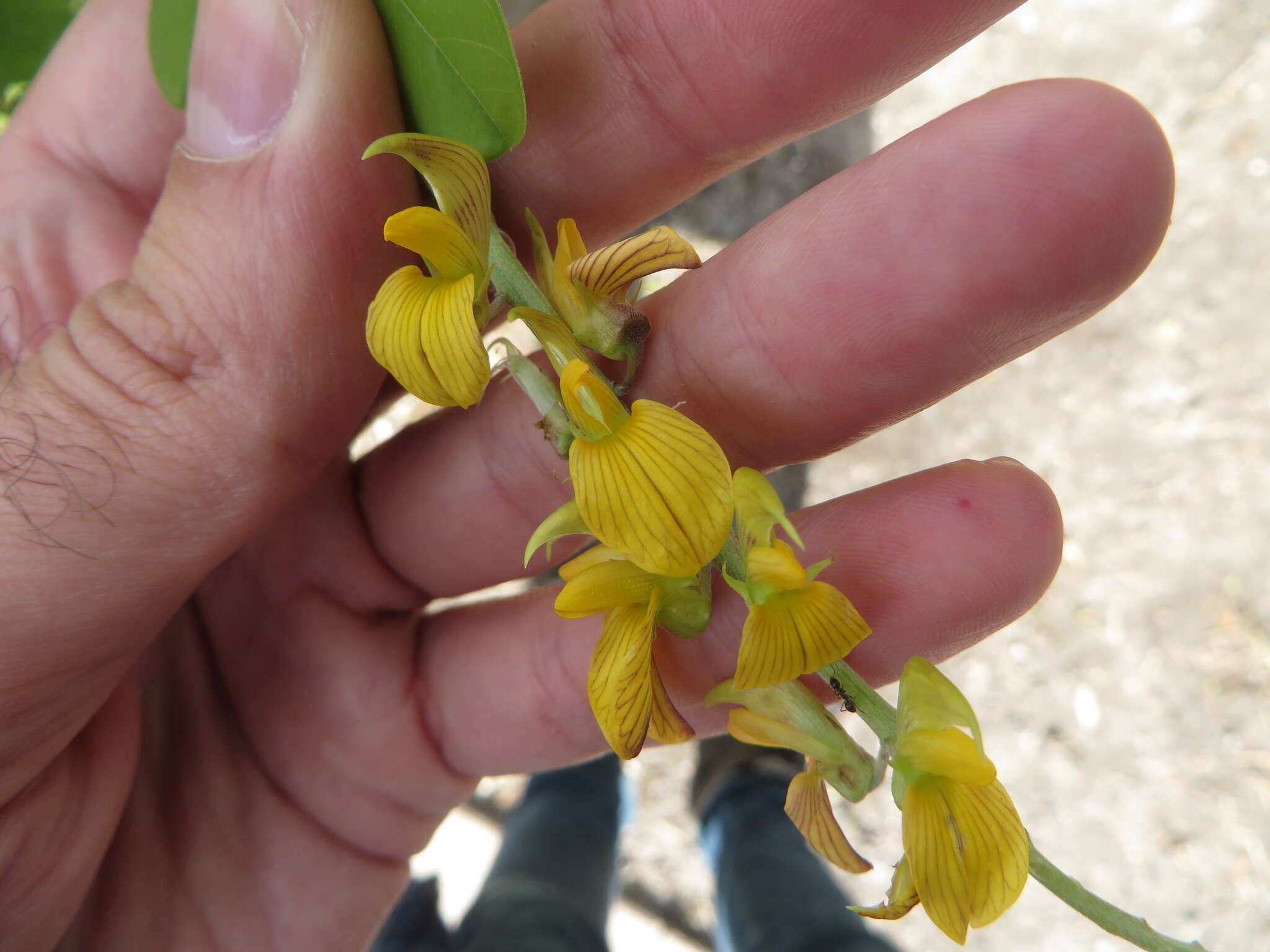 Image of smooth rattlebox