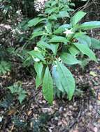 Image of Dogbane