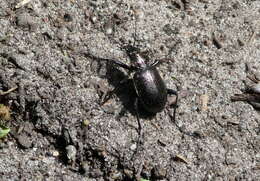 Image of Calosoma (Calosoma) inquisitor (Linnaeus 1758)