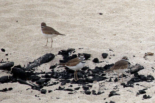 Image of Killdeer