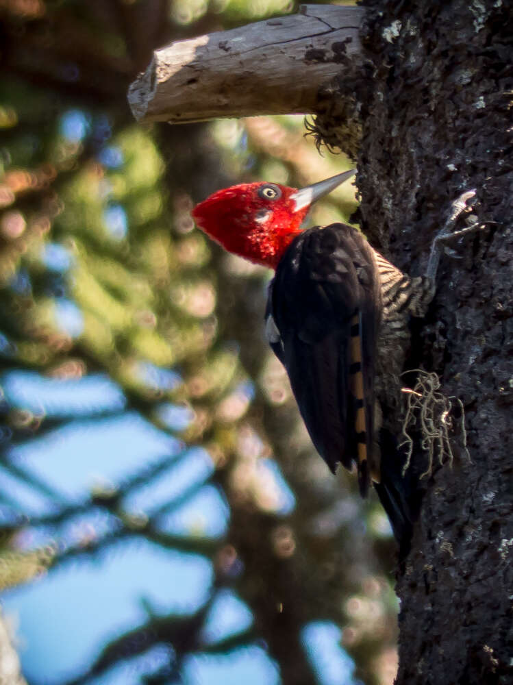 Image of Robust Woodpecker