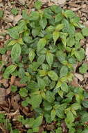Image of Pilea aquarum subsp. brevicornuta (Hayata) C. J. Chen