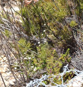 Image of Phylica alba Pillans