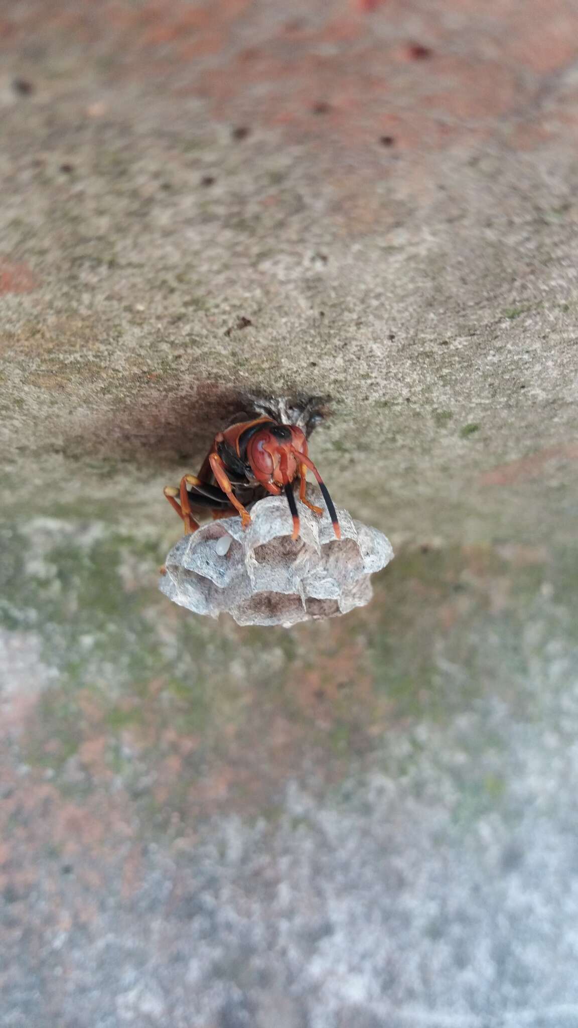 Image of Polistes cavapytiformis Richards 1978