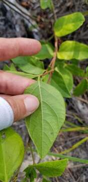 Sivun Desmodium fernaldii B. G. Schub. kuva