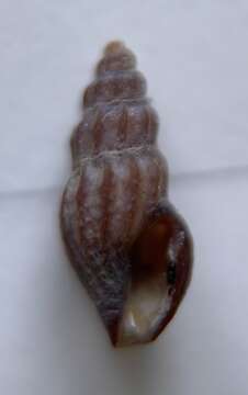 Image of plicate mangelia