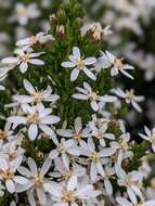 Image de Olearia teretifolia (Sond.) F. Müll.