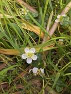 Image of Lobb's Water-Crowfoot