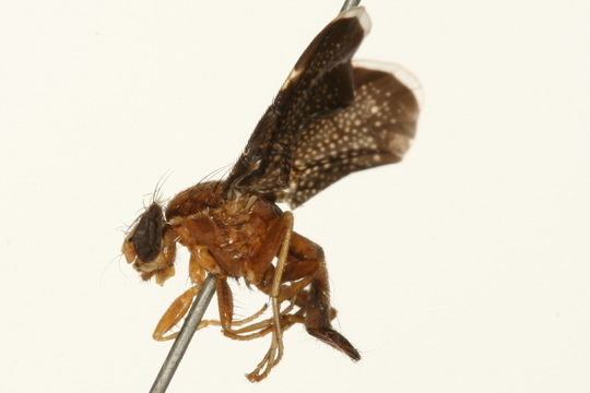 Image of <i>Eutreta novaeboracensis</i> (Fitch 1855)