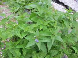 Image of Nepeta subsessilis Maxim.