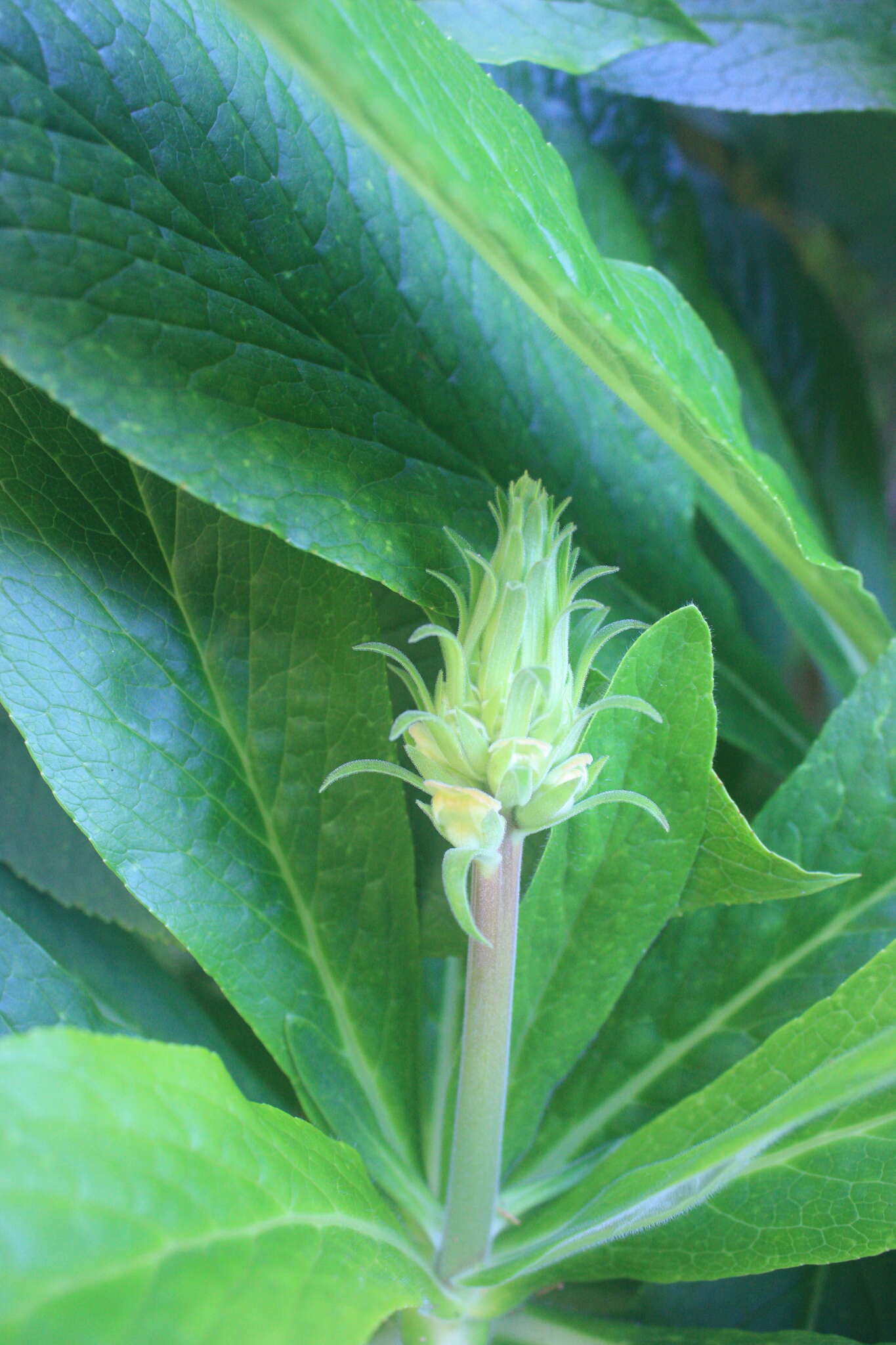 Image de Digitalis sceptrum L. fil.