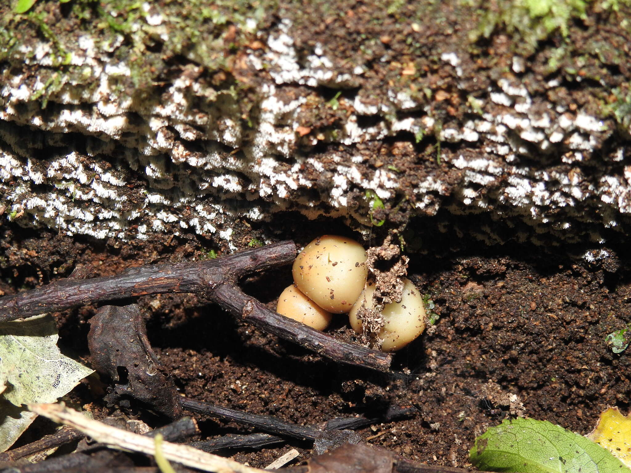 Image of Psilocybe weraroa Borovička, Oborník & Noordel. 2011