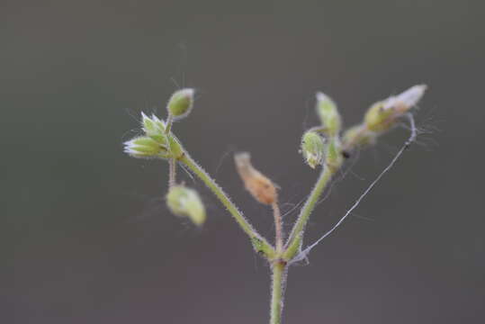 صورة Cerastium glutinosum Fries