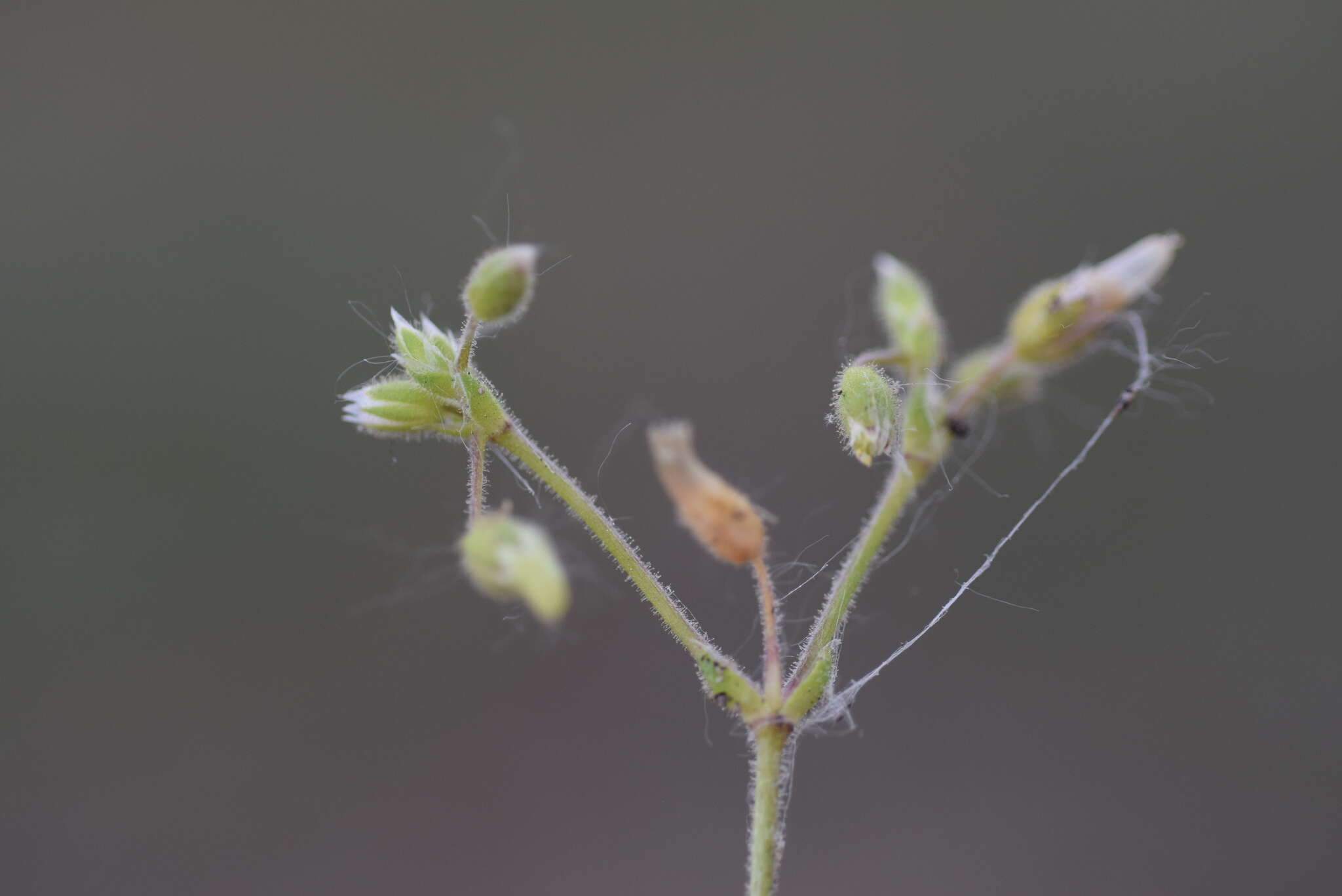 Image of Cerastium glutinosum Fries