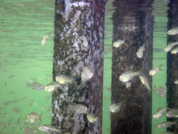 Image of Port Jackson glassfish