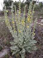 Imagem de Verbascum rotundifolium Ten.