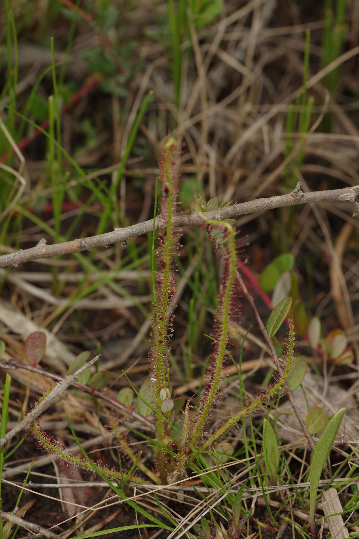 Image de Drosera filiformis Raf.