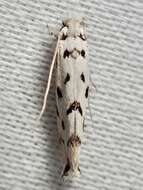 Image of Moth