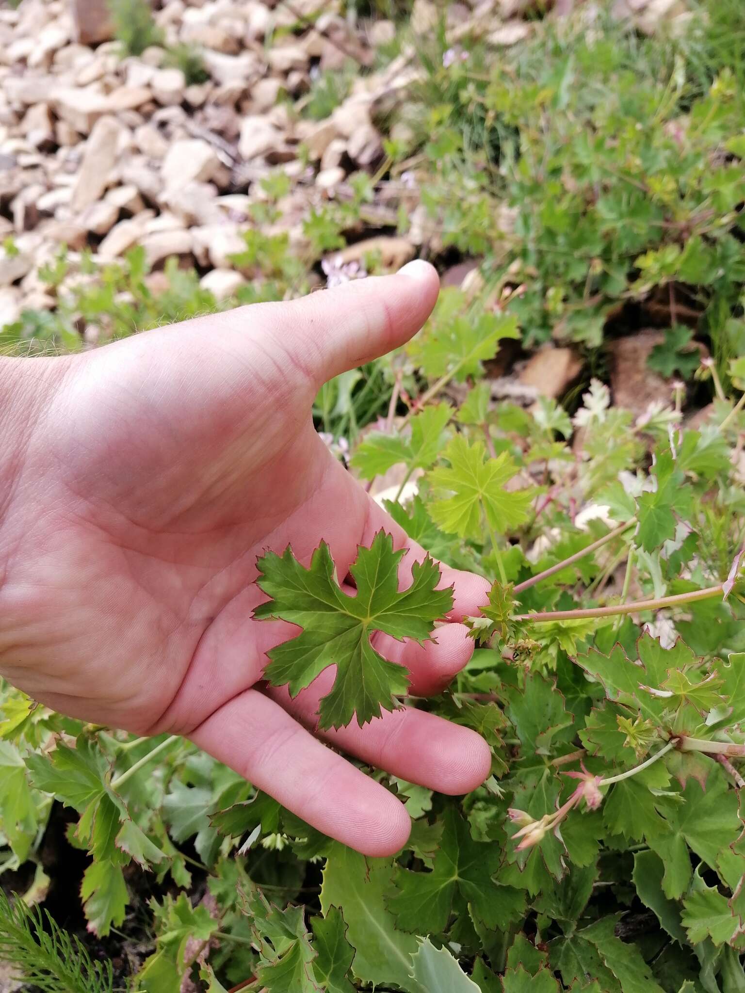 Image of Pelargonium patulum var. patulum