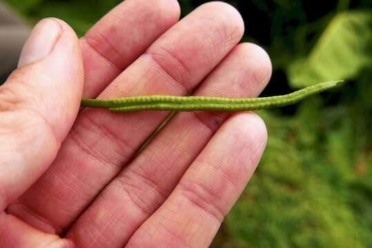 Слика од Ophioglossum reticulatum L.