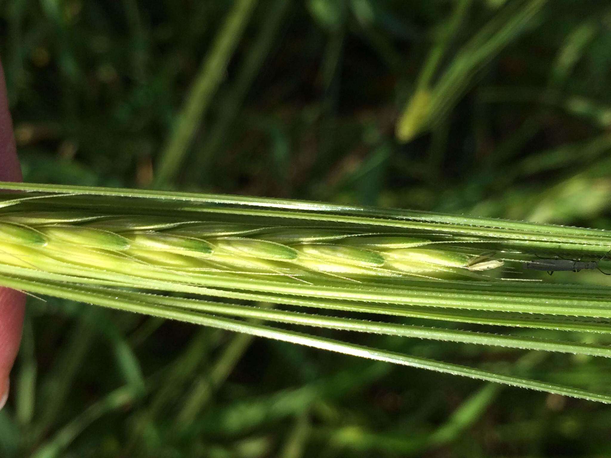 Image of spontaneous barley