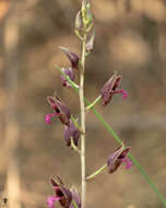 Image of Eulophia nuda Lindl.