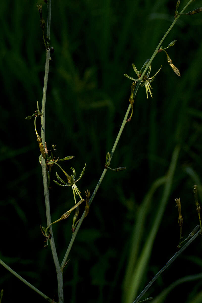 Image of Chlorophytum macrosporum Baker