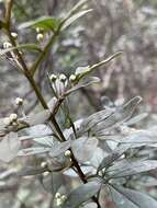 Image of Boronia fraseri Hook.