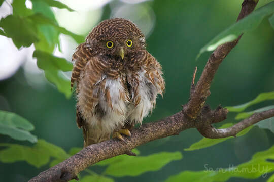 Image of Glaucidium cuculoides bruegeli (Parrot 1908)