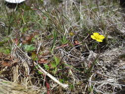 Image of English cinquefoil