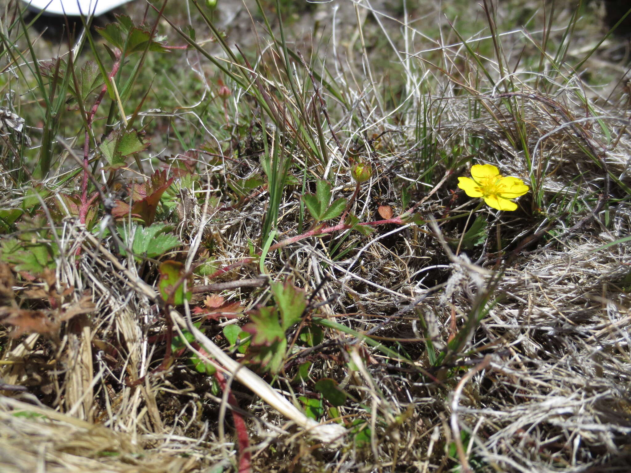 Image of English cinquefoil